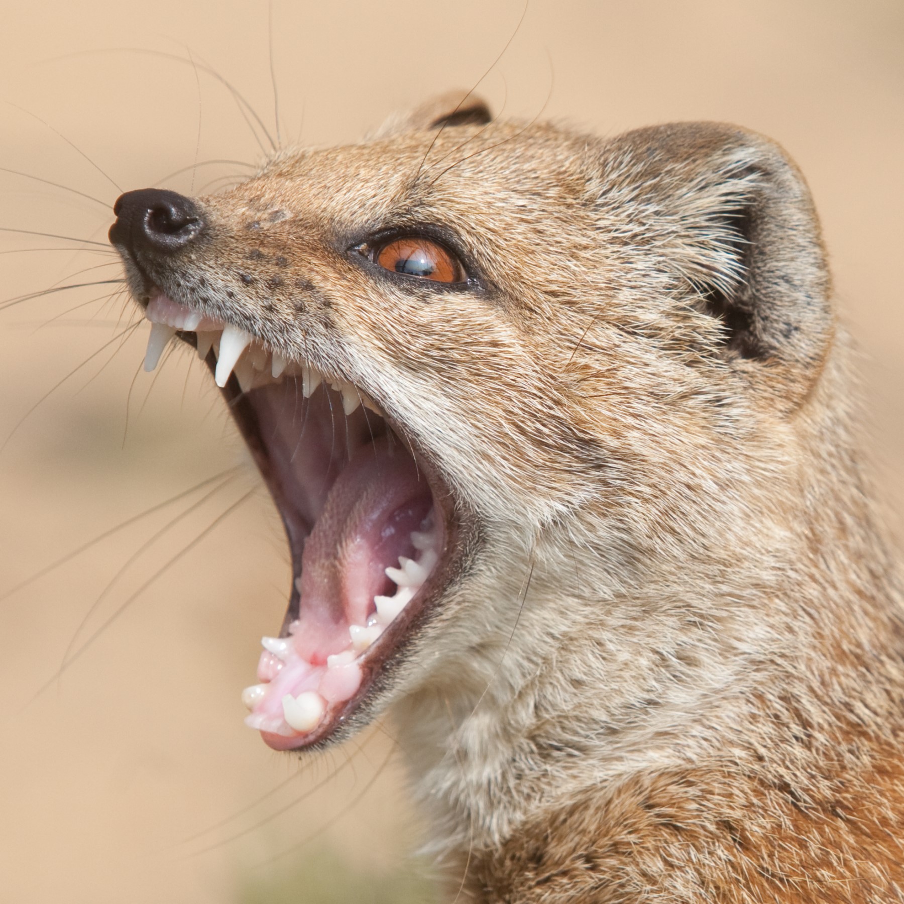 A yellow mongoose sounding the alarm bell