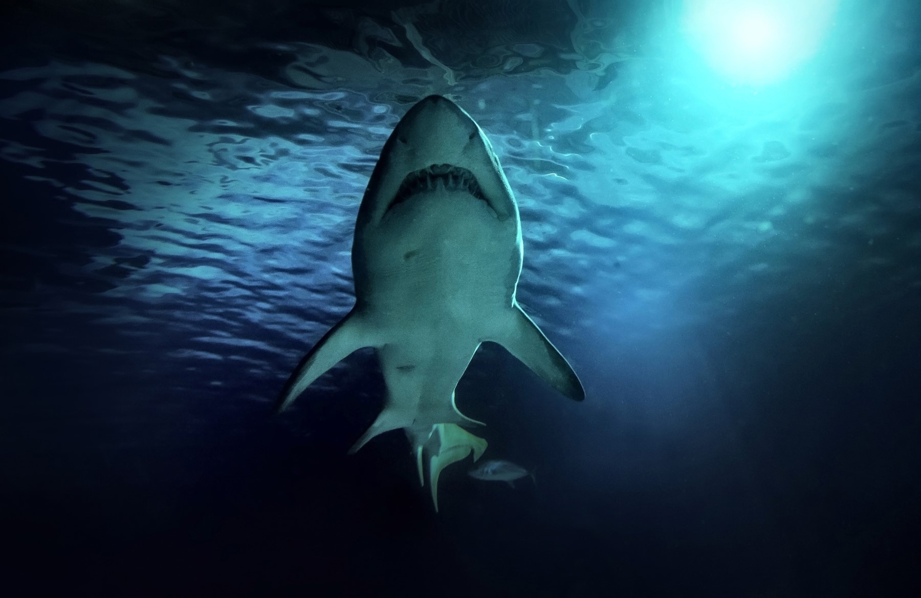 White shark hunting under water. Predator under light in ocean